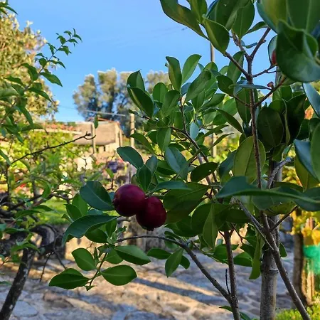 Casa Matreiro * Prozelo