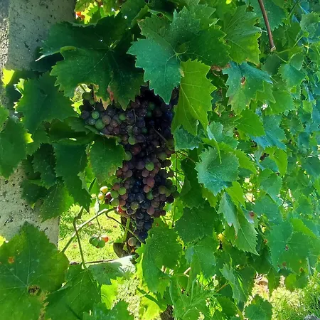 Ferienhaus Casa Matreiro Prozelo