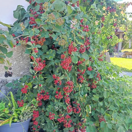 Ferienhaus Casa Matreiro