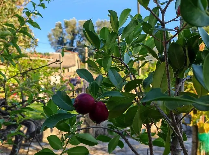 Casa Matreiro * Prozelo