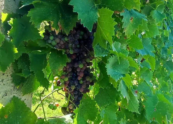 Holiday home Casa Matreiro Prozelo